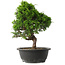 Juniperus chinensis Itoigawa, 34 cm, ± 15 jaar oud