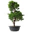 Juniperus chinensis Kishu, 47 cm, ± 15 anni