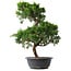 Juniperus chinensis Kishu, 47 cm, ± 15 anni