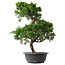 Juniperus chinensis Kishu, 47 cm, ± 15 Jahre alt