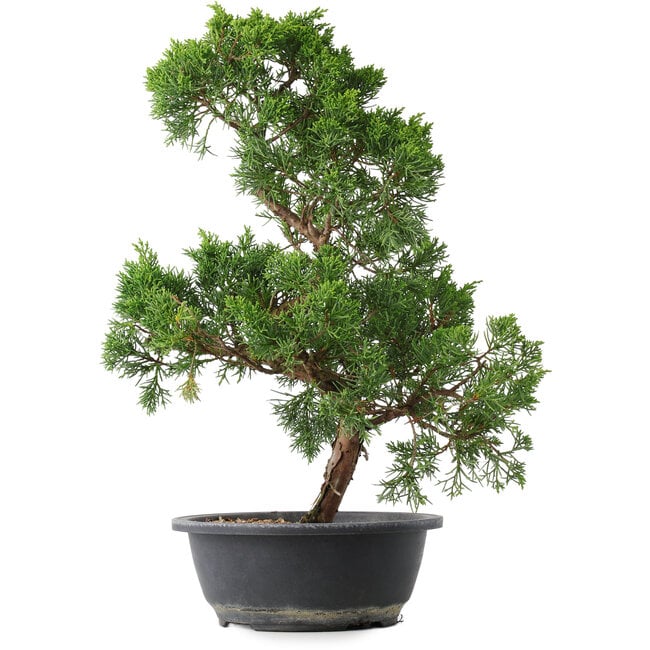 Juniperus chinensis Kishu, 44,5 cm, ± 15 anni