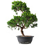 Juniperus chinensis Kishu, 47 cm, ± 15 anni