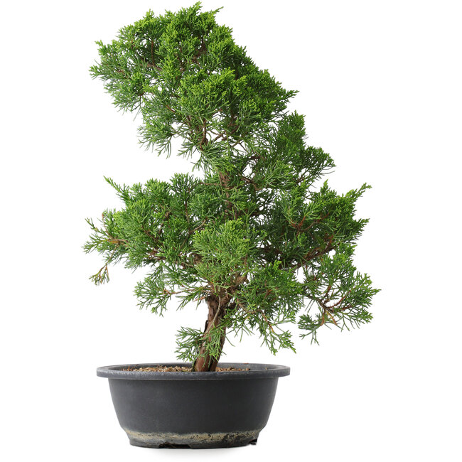 Juniperus chinensis Kishu, 44,5 cm, ± 15 years old