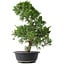 Juniperus chinensis Kishu, 44,5 cm, ± 15 anni