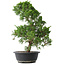 Juniperus chinensis Kishu, 44,5 cm, ± 15 jaar oud