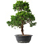 Juniperus chinensis Kishu, 47 cm, ± 15 anni