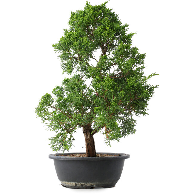 Juniperus chinensis Kishu, 44,5 cm, ± 15 years old