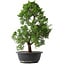 Juniperus chinensis Kishu, 44,5 cm, ± 15 anni