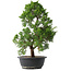 Juniperus chinensis Kishu, 44,5 cm, ± 15 jaar oud