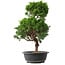 Juniperus chinensis Kishu, 47 cm, ± 15 anni