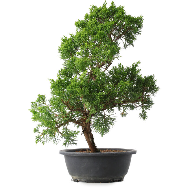 Juniperus chinensis Kishu, 44,5 cm, ± 15 years old