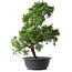 Juniperus chinensis Kishu, 44,5 cm, ± 15 anni