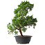 Juniperus chinensis Kishu, 44,5 cm, ± 15 Jahre alt