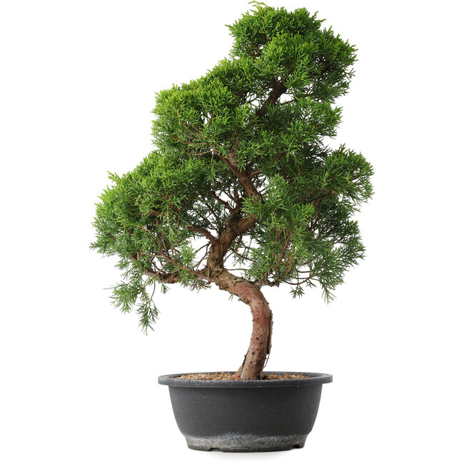 Juniperus chinensis Kishu, 52,5 cm, ± 15 jaar oud
