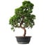 Juniperus chinensis Kishu, 52,5 cm, ± 15 anni