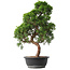 Juniperus chinensis Kishu, 52,5 cm, ± 15 jaar oud