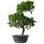 Juniperus chinensis Kishu, 47 cm, ± 15 anni