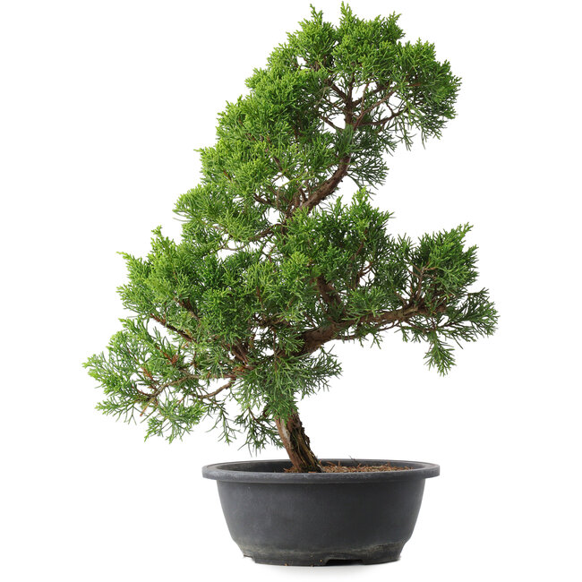 Juniperus chinensis Kishu, 44,5 cm, ± 15 years old