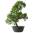 Juniperus chinensis Kishu, 44,5 cm, ± 15 jaar oud