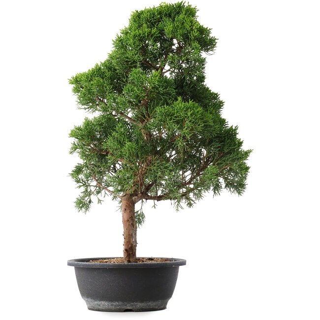 Juniperus chinensis Kishu, 52,5 cm, ± 15 jaar oud