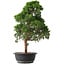 Juniperus chinensis Kishu, 52,5 cm, ± 15 anni