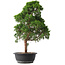 Juniperus chinensis Kishu, 52,5 cm, ± 15 jaar oud