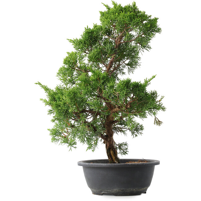 Juniperus chinensis Kishu, 44,5 cm, ± 15 years old