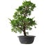 Juniperus chinensis Kishu, 44,5 cm, ± 15 anni