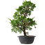 Juniperus chinensis Kishu, 44,5 cm, ± 15 jaar oud
