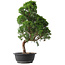 Juniperus chinensis Kishu, 52,5 cm, ± 15 jaar oud