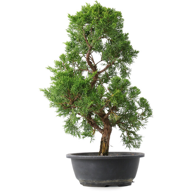 Juniperus chinensis Kishu, 44,5 cm, ± 15 years old