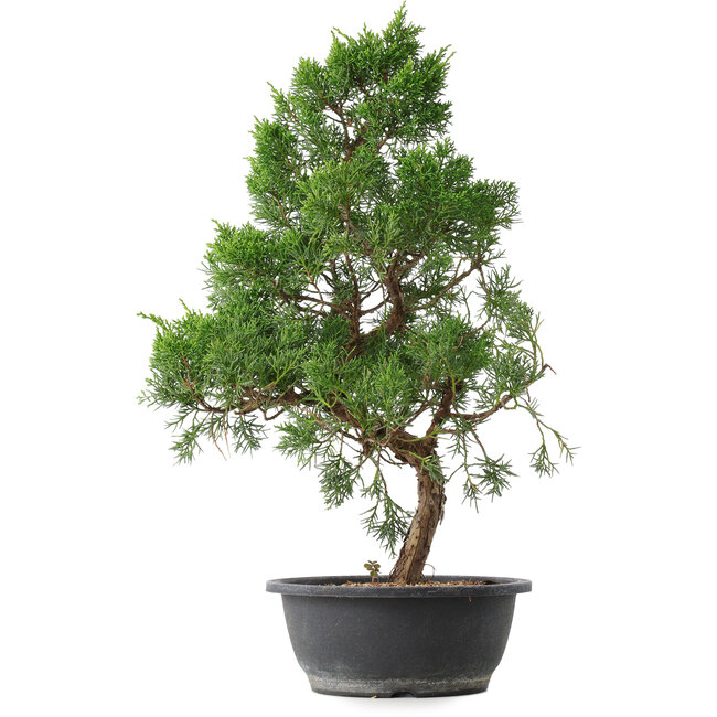 Juniperus chinensis Kishu, 50,5 cm, ± 15 jaar oud