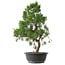 Juniperus chinensis Kishu, 50,5 cm, ± 15 anni