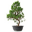 Juniperus chinensis Kishu, 50,5 cm, ± 15 jaar oud