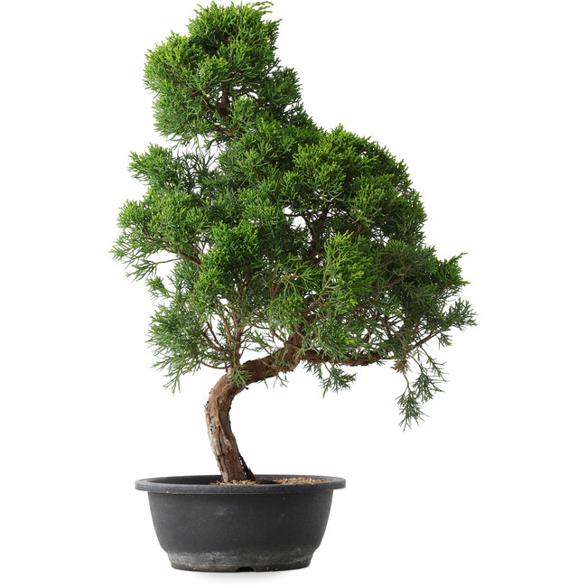 Juniperus chinensis Kishu, 52,5 cm, ± 15 jaar oud