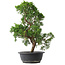Juniperus chinensis Kishu, 44,5 cm, ± 15 jaar oud