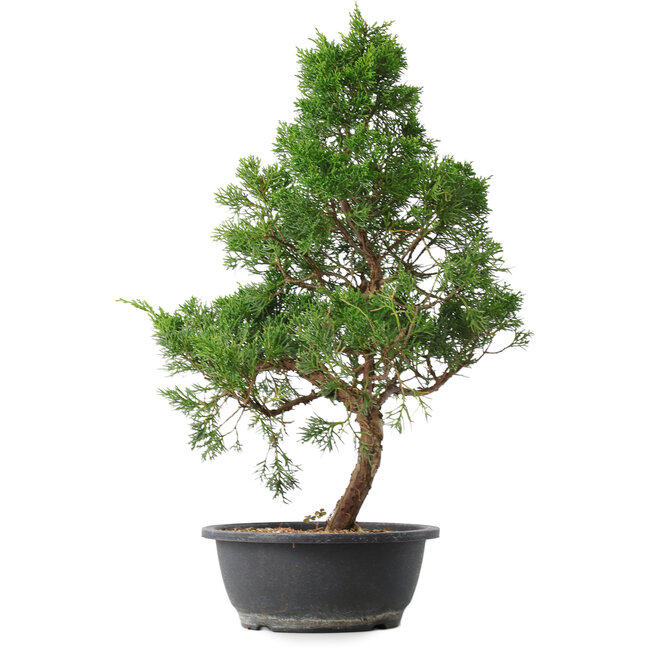 Juniperus chinensis Kishu, 50,5 cm, ± 15 jaar oud