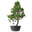 Juniperus chinensis Kishu, 50,5 cm, ± 15 anni