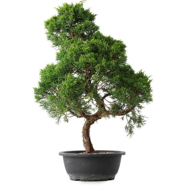 Juniperus chinensis Kishu, 52,5 cm, ± 15 jaar oud
