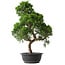 Juniperus chinensis Kishu, 52,5 cm, ± 15 anni