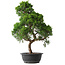 Juniperus chinensis Kishu, 52,5 cm, ± 15 jaar oud