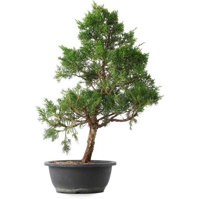 Juniperus chinensis Kishu, 50,5 cm, ± 15 jaar oud