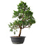 Juniperus chinensis Kishu, 50,5 cm, ± 15 jaar oud