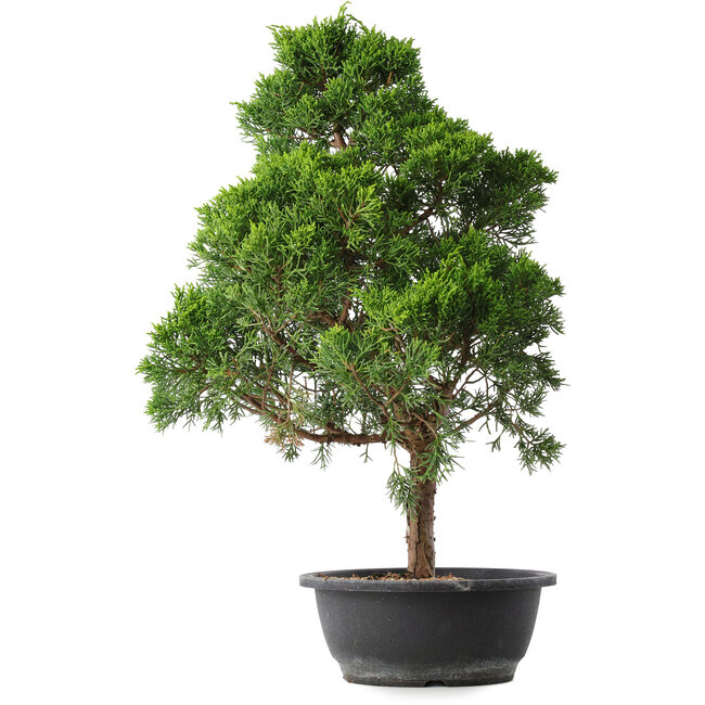 Juniperus chinensis Kishu, 52,5 cm, ± 15 years old