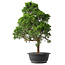 Juniperus chinensis Kishu, 52,5 cm, ± 15 anni