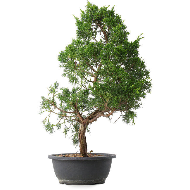 Juniperus chinensis Kishu, 50,5 cm, ± 15 jaar oud