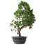 Juniperus chinensis Kishu, 50,5 cm, ± 15 anni