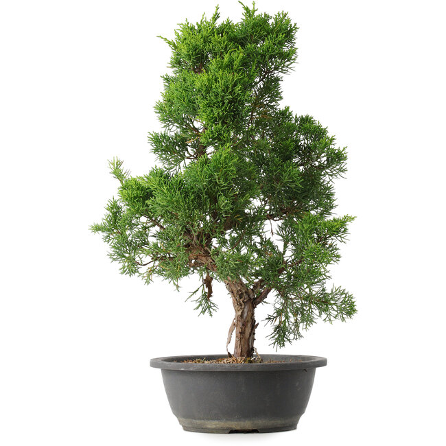 Juniperus chinensis Kishu, 48 cm, ± 15 anni