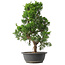 Juniperus chinensis Kishu, 48 cm, ± 15 anni