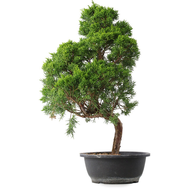 Juniperus chinensis Kishu, 52,5 cm, ± 15 jaar oud